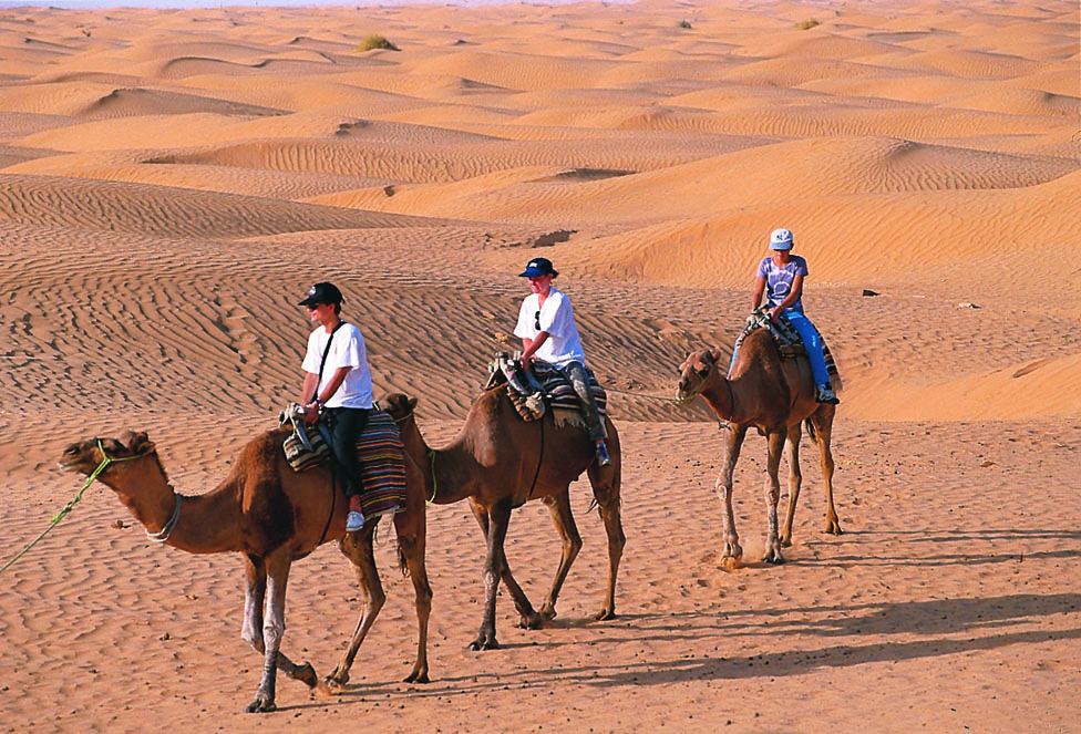 Camellos en Túnez