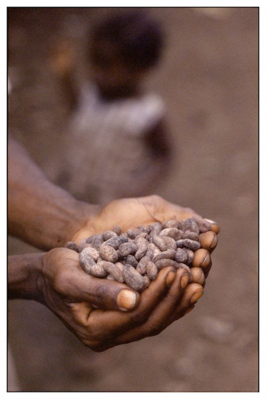 Cacao Sampaka · Robert Royal