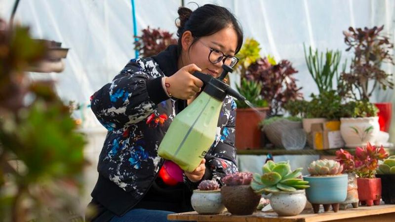 Ge Xiaoxue con su propio negocio de plantas ornamentales