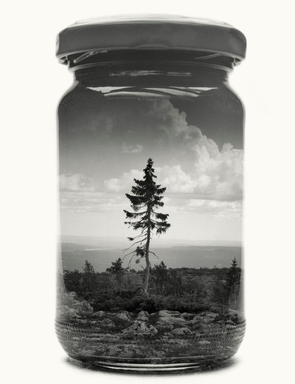 Jarred Old Tjikko RELANDEER