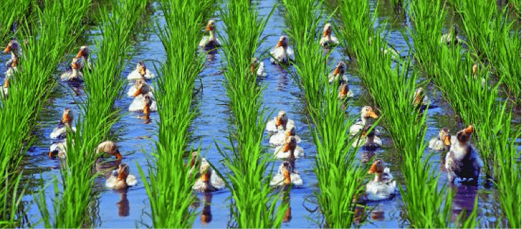 China establece una hoja de ruta para un desarrollo agrícola verde