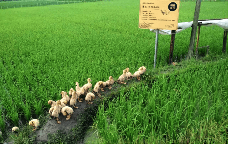 China establece una hoja de ruta para un desarrollo agrícola verde