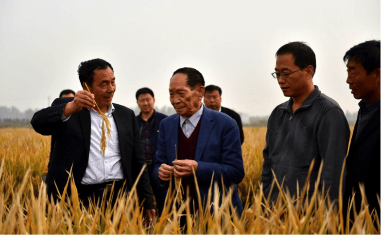China establece nuevo récord mundial de producción de arroz