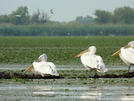 Aves en el Danubio