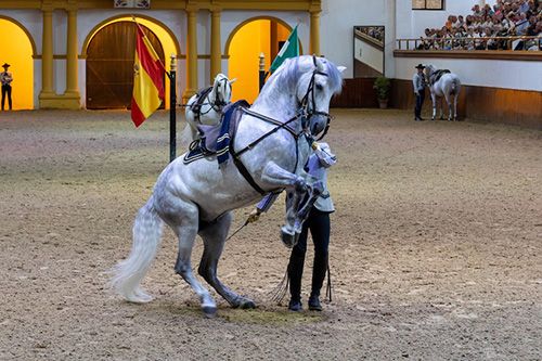 L'école royale d'art equestre perpetue une tradition de plus de 500 ans