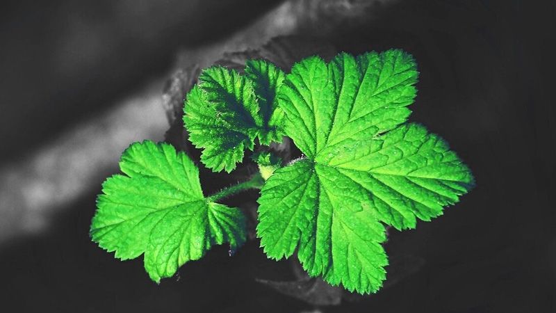 Verde, pero con matices